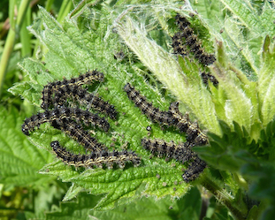 small tortoiseshell